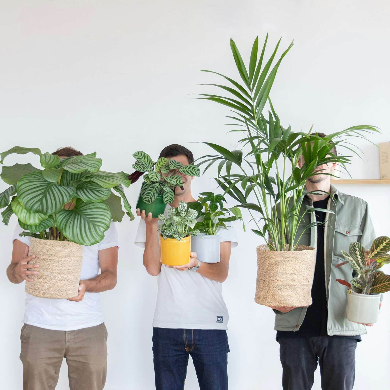 découvrez comment entretenir facilement votre ficus elastica à domicile avec nos conseils simples pour un feuillage sain et éclatant.