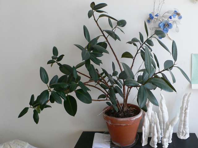 découvrez comment entretenir facilement votre ficus elastica à domicile avec nos conseils simples et efficaces pour garder votre plante en pleine santé.