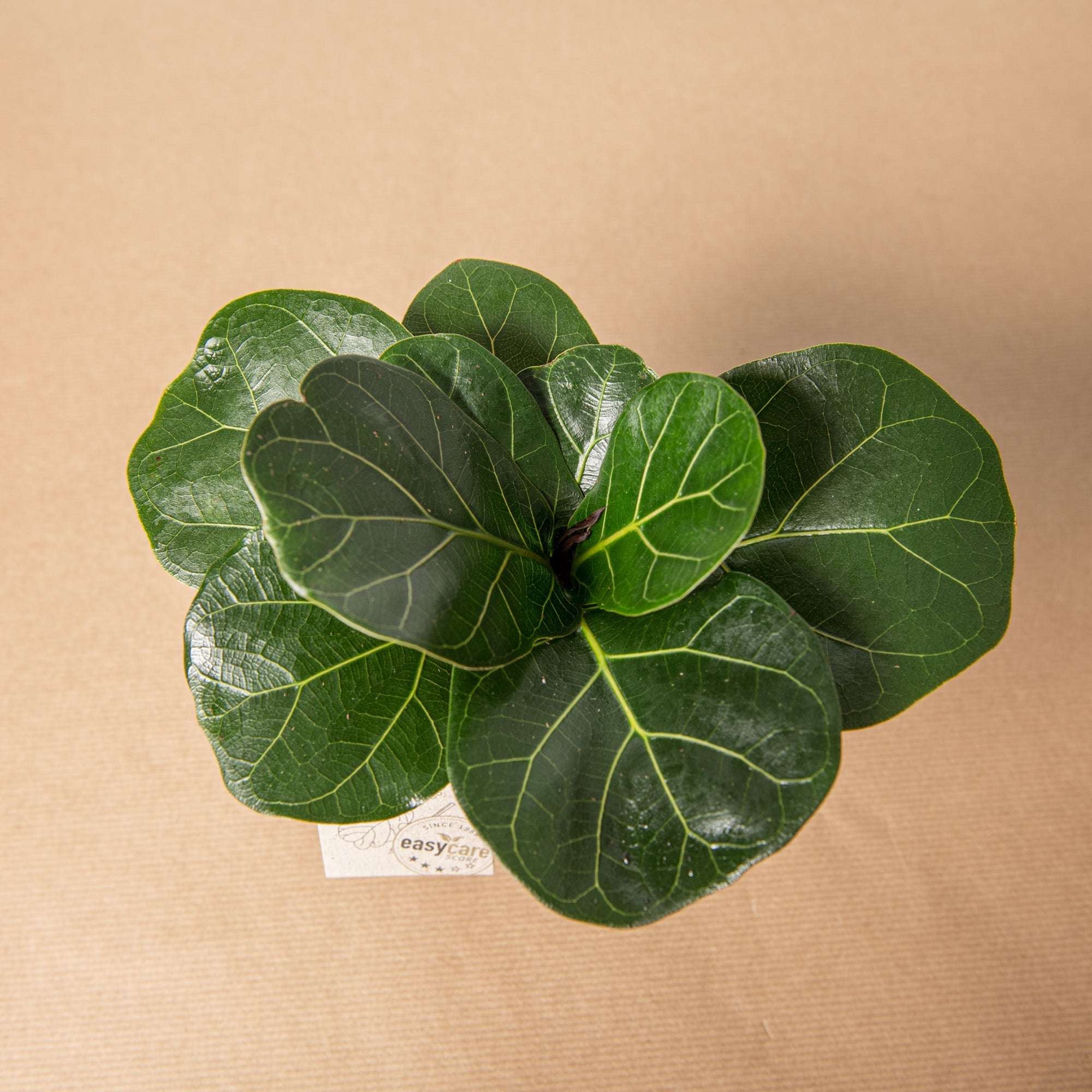 découvrez comment entretenir votre ficus lyrata, la plante tendance, avec nos conseils simples pour un feuillage luxuriant et une décoration naturelle réussie.