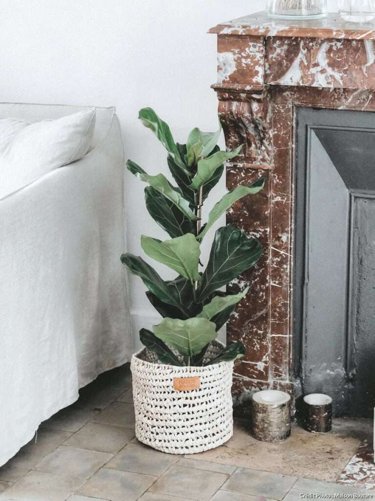 découvrez comment entretenir le ficus lyrata, la plante tendance, avec nos conseils simples pour garder ses feuilles brillantes et sa croissance optimale.