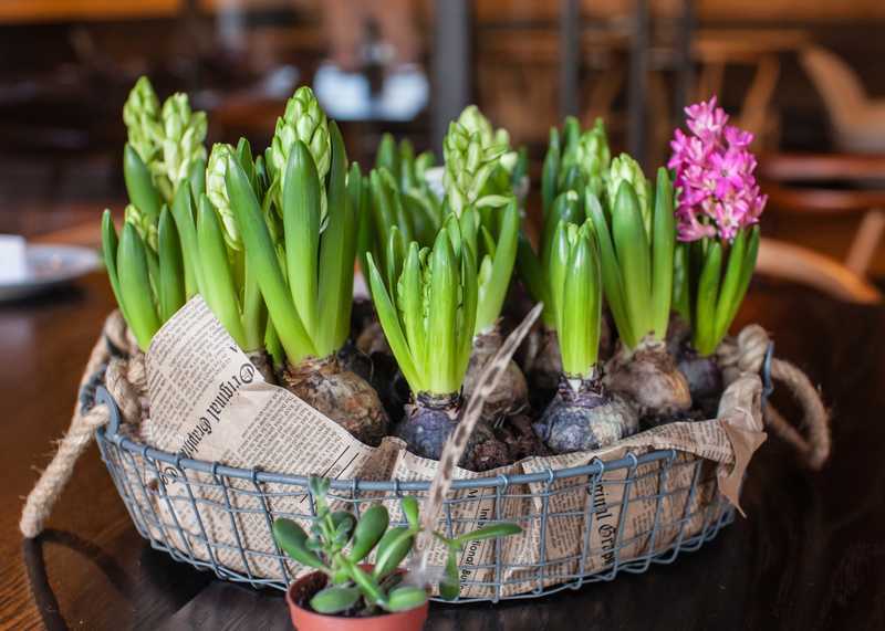 découvrez comment réussir le forçage des jacinthes pour obtenir une floraison précoce et éclatante dès les premiers mois de l'année.