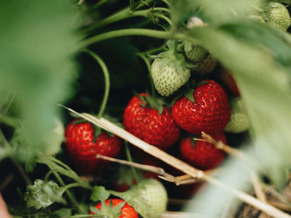 découvrez les conseils essentiels pour la plantation et l'entretien du fraisier afin d'obtenir une récolte abondante et savoureuse toute la saison.