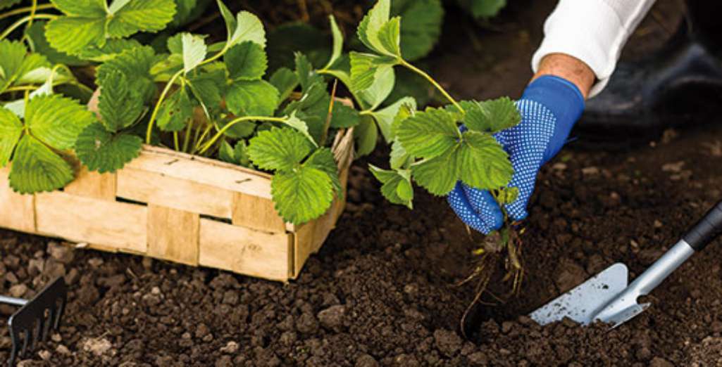 découvrez les conseils essentiels pour la plantation et l'entretien du fraisier afin d'obtenir de délicieuses fraises fraîches dans votre jardin.