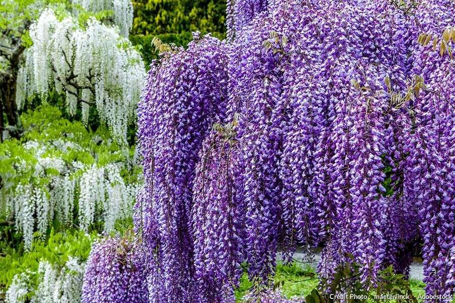 découvrez nos conseils d'entretien et de culture pour la glycine wisteria afin de profiter d'une floraison abondante et d'une plante en pleine santé.