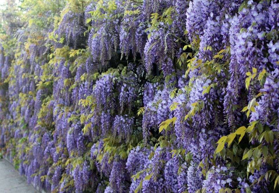 découvrez comment entretenir et cultiver la glycine (wisteria) pour profiter de ses magnifiques grappes florales. conseils pratiques pour un jardin élégant et fleuri.