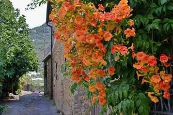 découvrez notre guide complet sur la clématite grimpante pour embellir votre jardin avec de magnifiques fleurs colorées et un entretien facile.