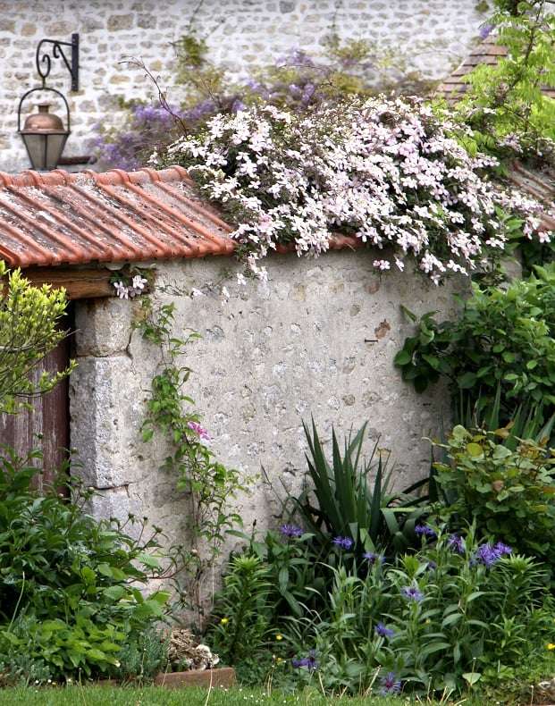 découvrez notre guide complet sur la clématite grimpante pour sublimer votre jardin avec des conseils de plantation, d'entretien et de tailles adaptés.