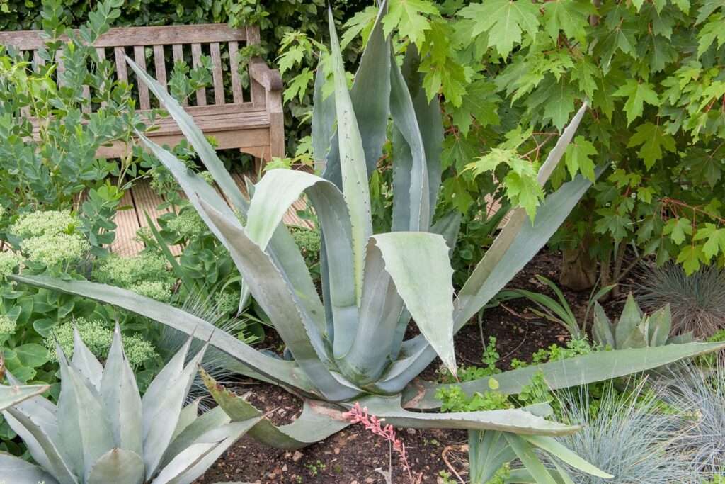 découvrez notre guide complet sur l'agave et le cactus : astuces de culture, entretien, variétés et conseils pour embellir votre jardin avec ces plantes succulentes.