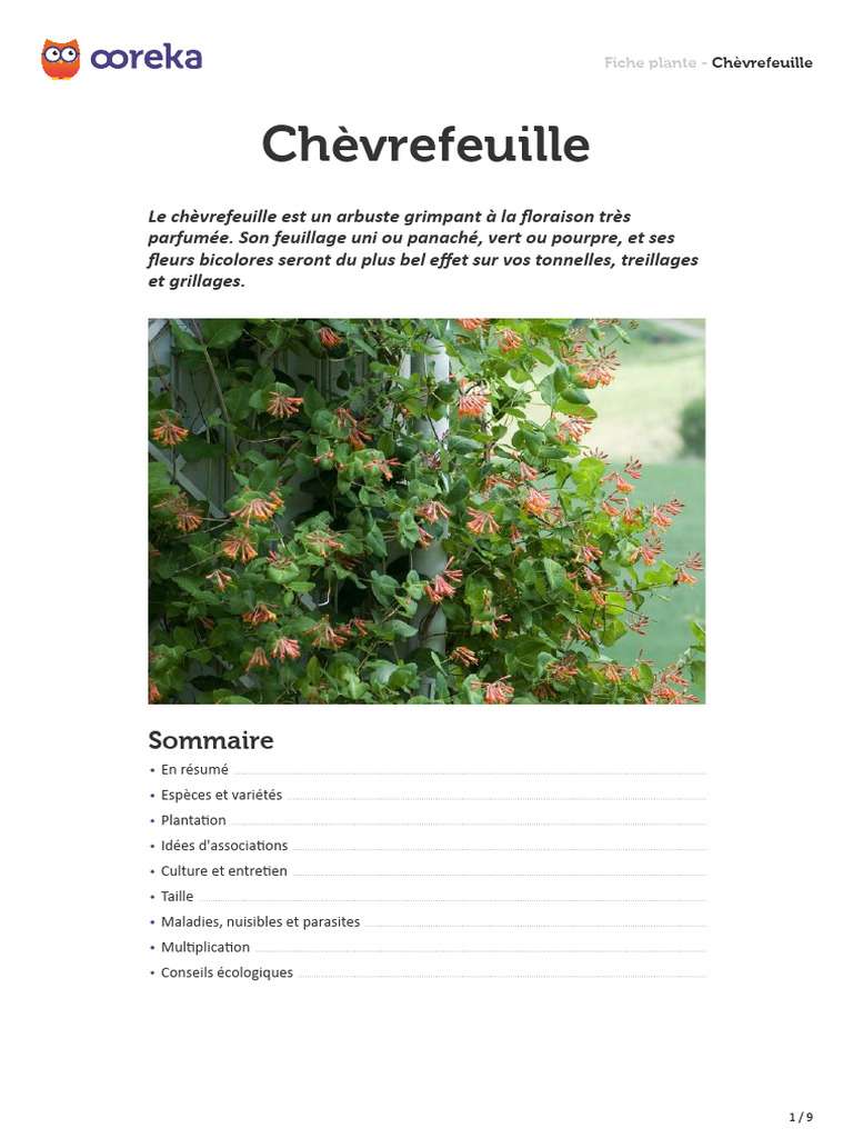 découvrez notre guide complet du chèvrefeuille : conseils de culture, entretien, variétés et astuces pour embellir votre jardin avec cette plante parfumée et facile à entretenir.