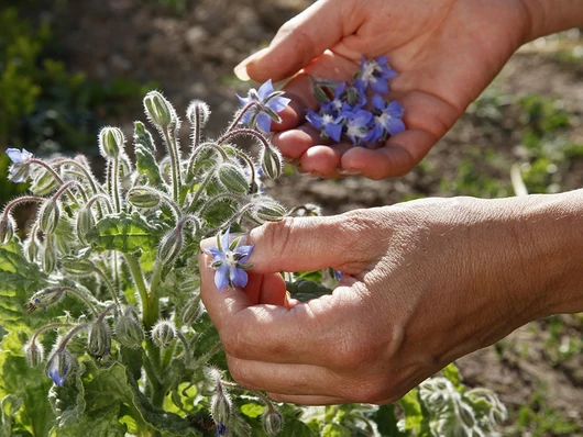 découvrez notre guide complet du chèvrefeuille : conseils de plantation, entretien, variétés et astuces pour sublimer votre jardin avec cette plante grimpante parfumée.