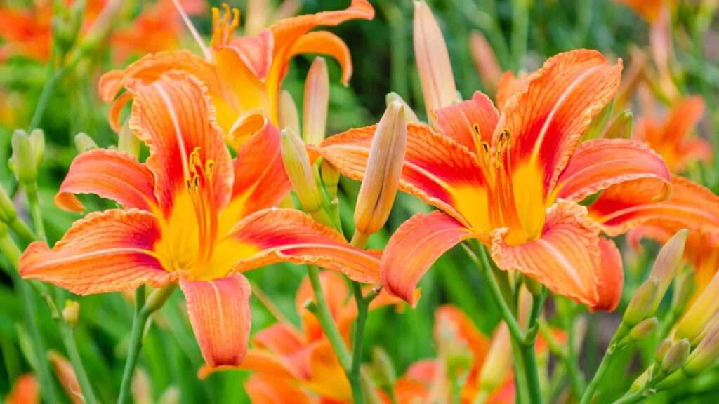 découvrez notre guide complet sur les hémérocalles, leurs caractéristiques, conseils de plantation et entretien pour un jardin coloré toute la saison.