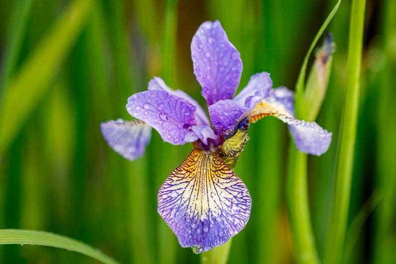 découvrez comment cultiver l'iris des jardins et explorez les différentes variétés pour embellir votre espace extérieur avec ces fleurs élégantes et colorées.