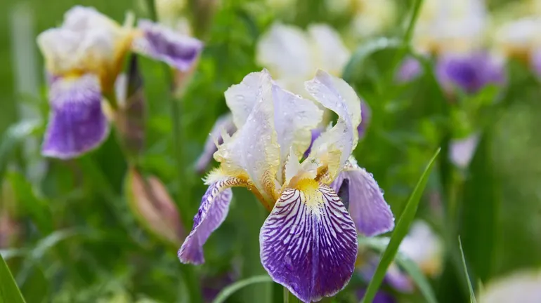 découvrez comment cultiver l'iris des jardins et explorez les différentes variétés pour embellir votre jardin avec ces magnifiques fleurs colorées.