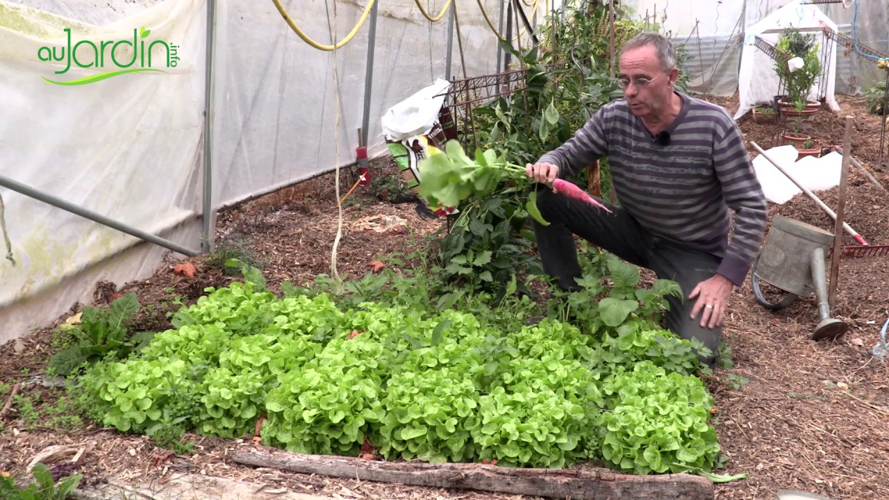 découvrez nos astuces indispensables pour jardiner sous serre en 2025 et optimiser vos récoltes toute l'année grâce à nos conseils pratiques et faciles à suivre.