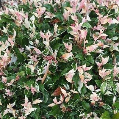 découvrez les usages traditionnels et la culture du jasmin étoilé, une plante aux fleurs parfumées et aux multiples bienfaits.