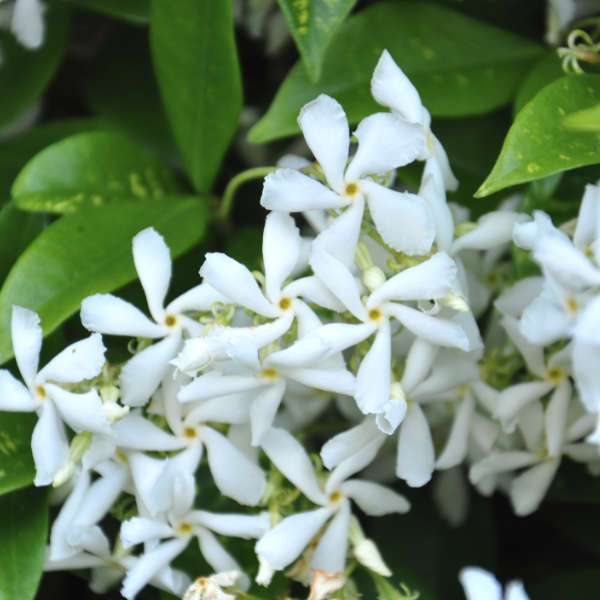 découvrez les usages et les techniques de culture du jasmin étoilé, une plante aux fleurs parfumées idéale pour embellir votre jardin et parfumer votre intérieur.