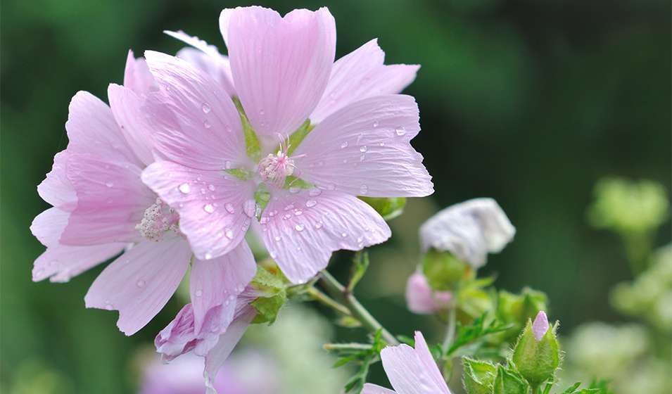 découvrez notre guide complet pour la culture et l'entretien de la lavatère arbustive, une plante idéale pour embellir votre jardin avec ses fleurs colorées et son feuillage luxuriant.