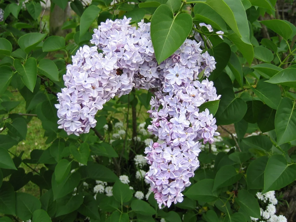 découvrez comment cultiver et entretenir le lilas syringa pour embellir votre jardin avec ses magnifiques fleurs parfumées.