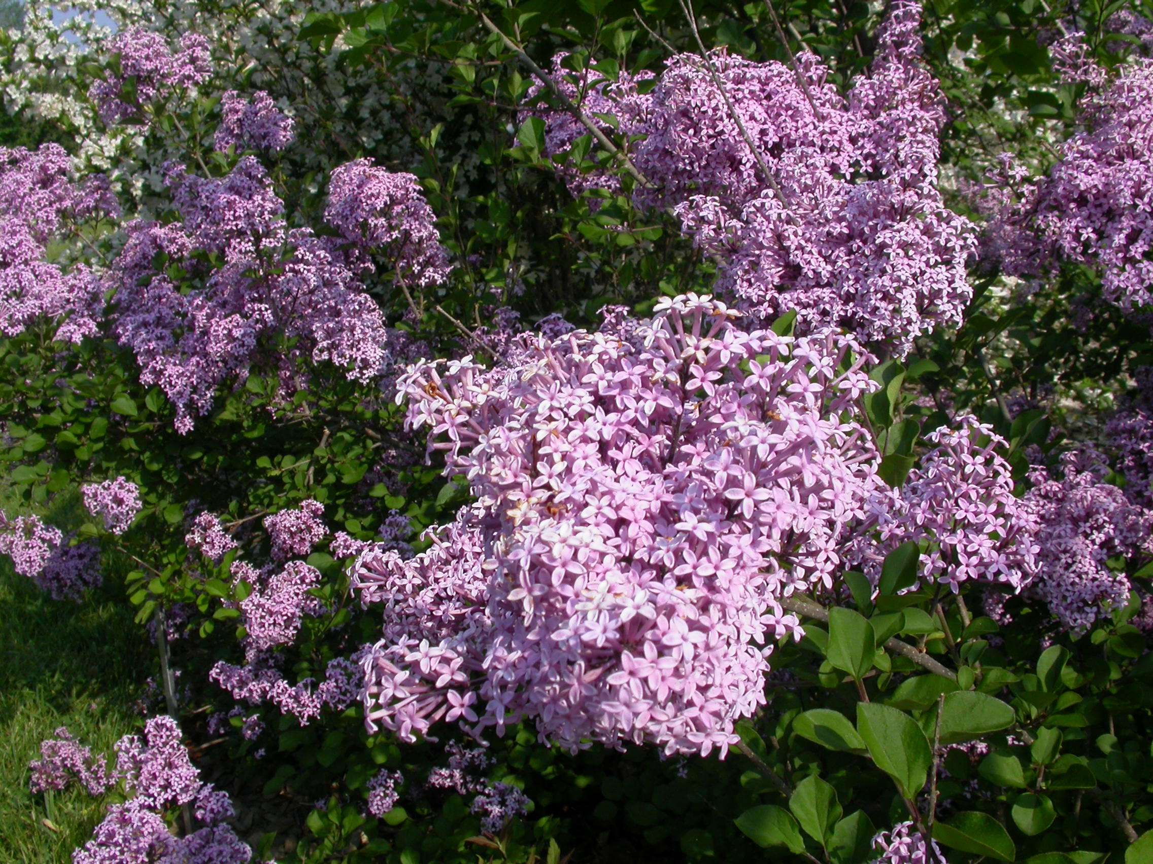 découvrez comment cultiver et entretenir le lilas syringa pour profiter de ses belles fleurs parfumées dans votre jardin tout au long de la saison.