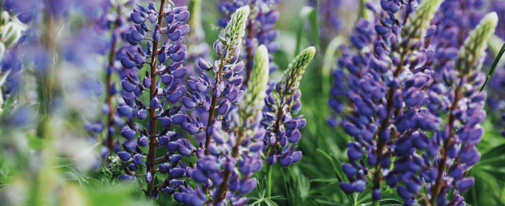 découvrez comment choisir et entretenir vos lupins vivaces pour un jardin coloré et durable. conseils pratiques pour une floraison optimale toute l'année.