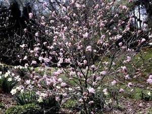découvrez comment cultiver et entretenir le magnolia grandiflora pour embellir votre jardin avec ses grandes fleurs parfumées et son feuillage persistant.
