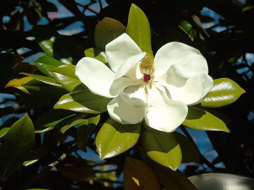 découvrez comment cultiver et entretenir le magnolia grandiflora, un arbre ornemental aux fleurs magnifiques, avec nos conseils pratiques pour un jardin splendide toute l'année.