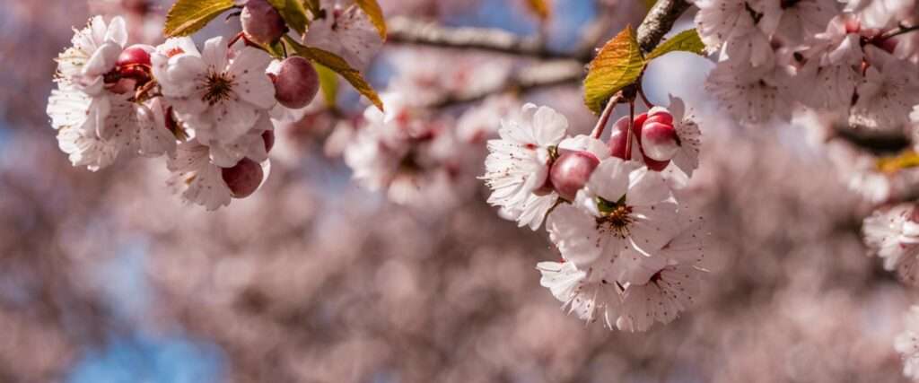 découvrez les maladies courantes du cerisier et apprenez les méthodes efficaces pour les prévenir afin de protéger votre arbre et garantir une récolte saine.