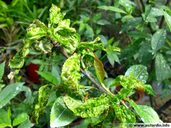découvrez les maladies courantes du cerisier et apprenez comment les prévenir efficacement pour protéger et maintenir la santé de vos arbres fruitiers.