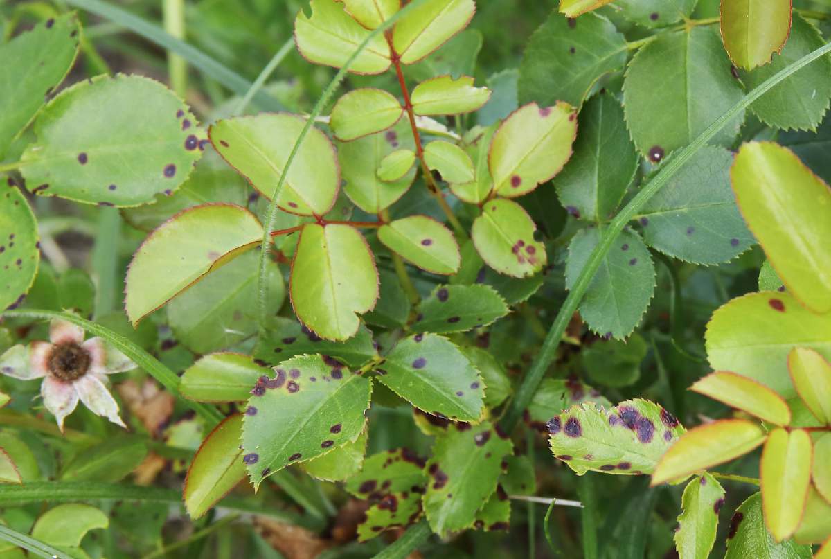 découvrez comment identifier et traiter les maladies des rosiers pour garder vos plantes en pleine santé et garantir une belle floraison toute l'année.