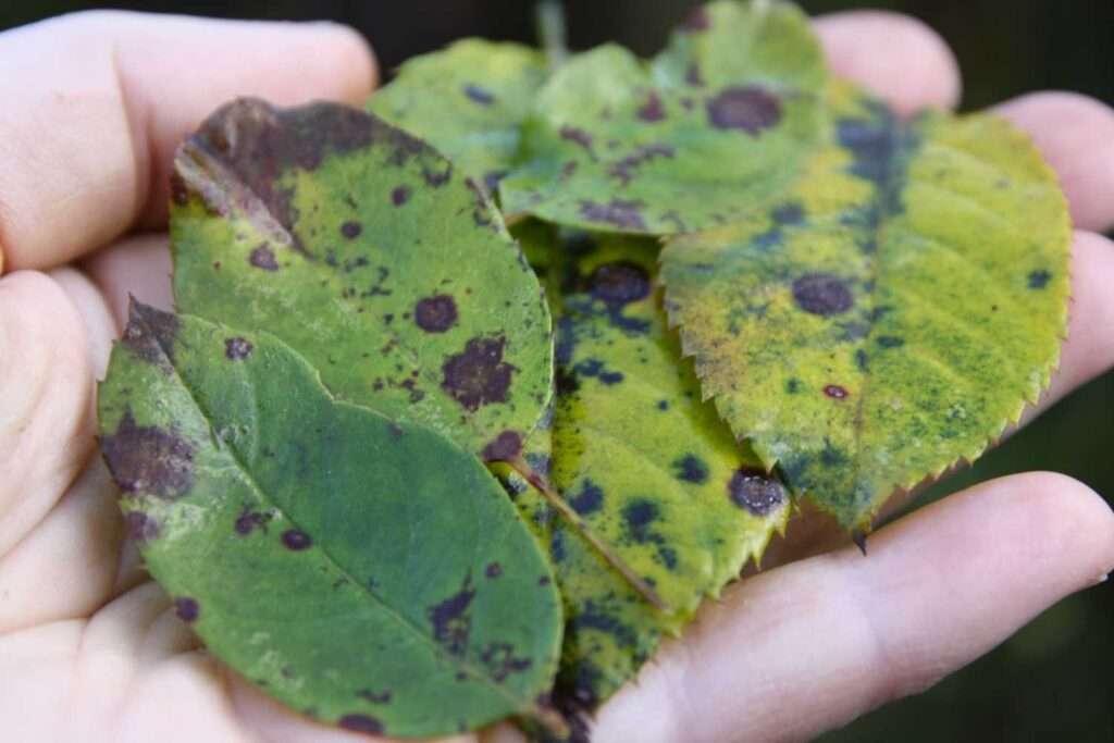 découvrez comment identifier et traiter efficacement les maladies des rosiers pour garder vos plantes en bonne santé et favoriser une floraison abondante.