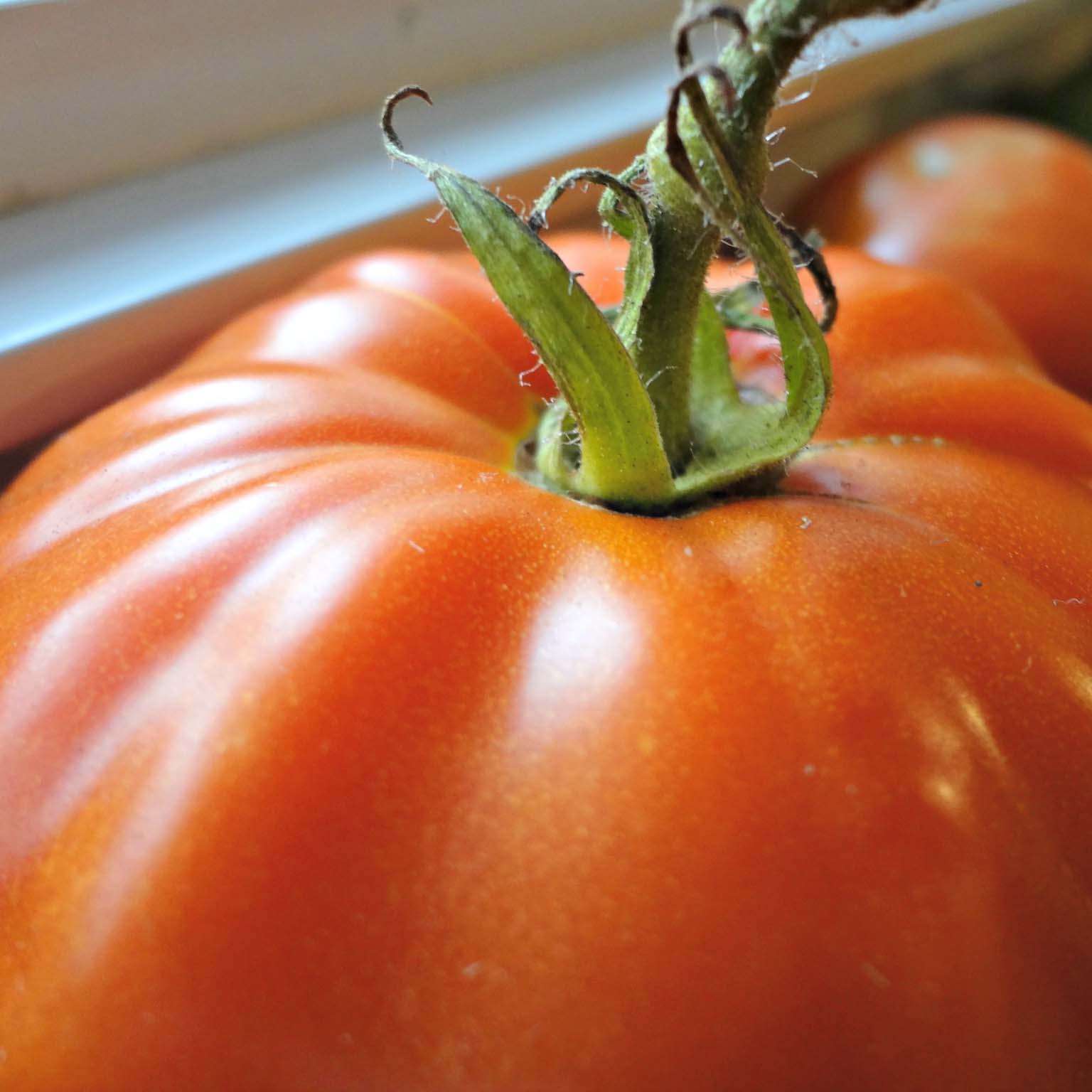 découvrez comment prévenir et traiter le mildiou des tomates en 2026 pour protéger votre récolte et garantir des fruits sains et savoureux.