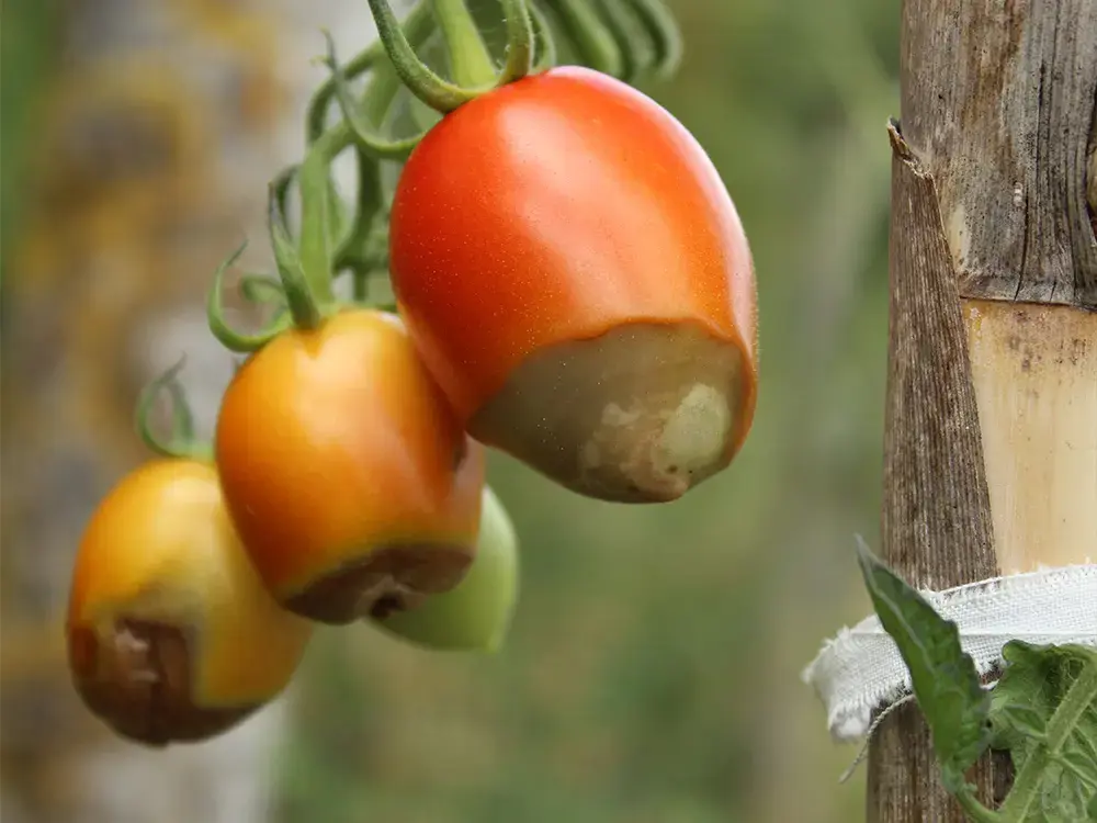 découvrez comment prévenir et traiter le mildiou des tomates en 2026 pour protéger votre culture et assurer une récolte saine et abondante.