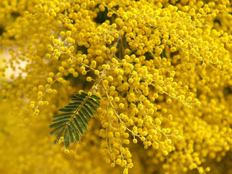 découvrez les bienfaits du mimosa d'hiver, une plante aux vertus apaisantes et décoratives, idéale pour égayer vos espaces pendant la saison froide.