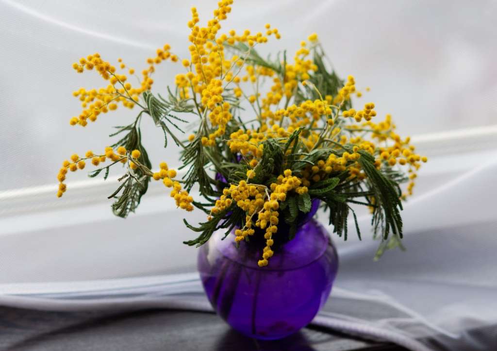 découvrez les bienfaits du mimosa d'hiver, une plante aux vertus apaisantes et revitalisantes pour le corps et l'esprit.