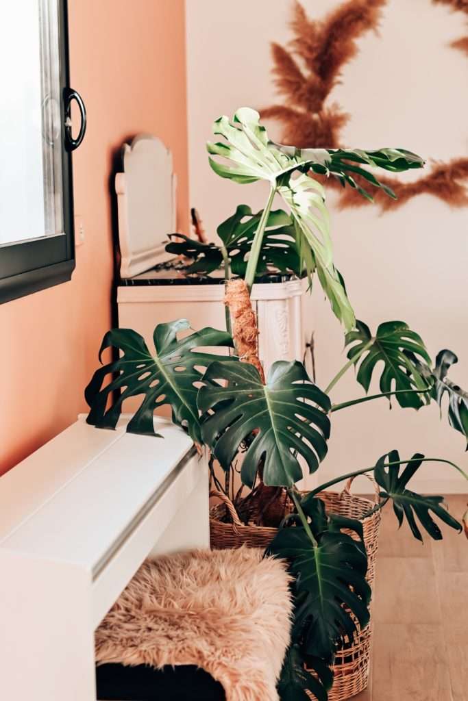 découvrez nos conseils pratiques pour l'entretien de votre monstera deliciosa : arrosage, luminosité, taille et rempotage pour une plante saine et magnifique.