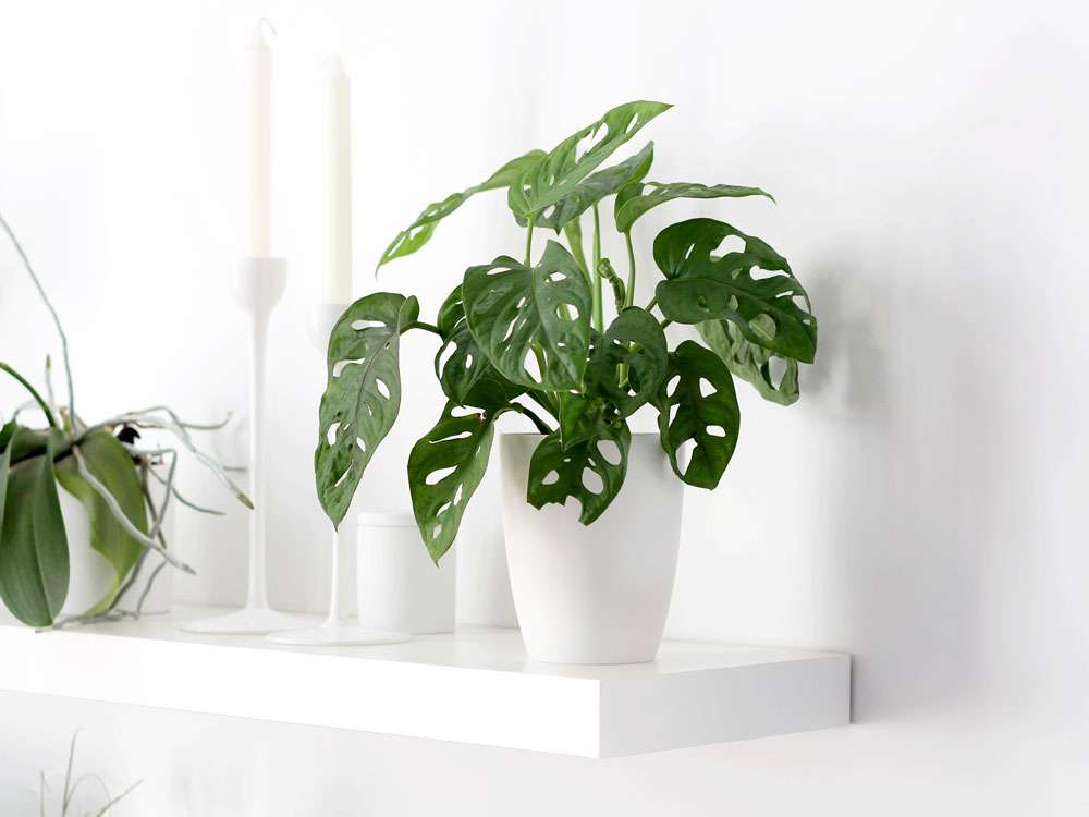conseils pratiques pour l'entretien de votre monstera deliciosa : arrosage, lumière, taille et astuces pour une plante saine et belle.