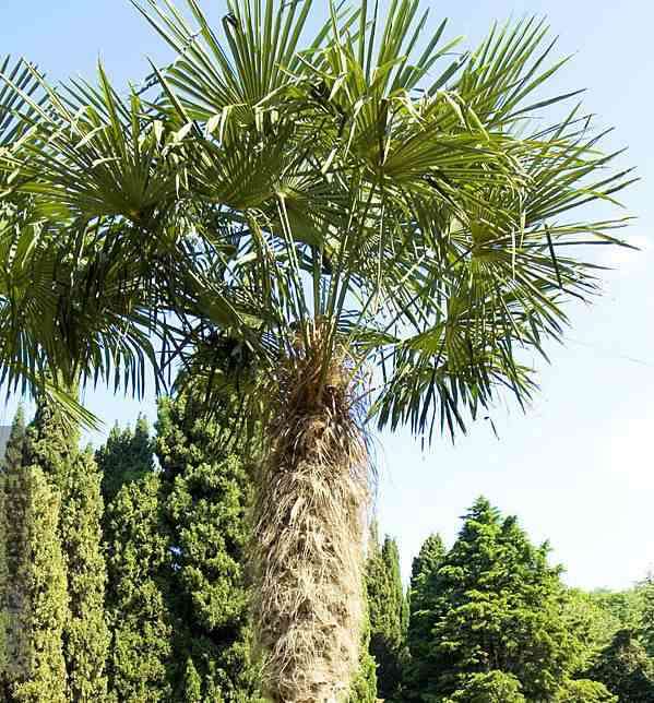 découvrez les bienfaits du palmier chanvre trachycarpus, une plante résistante et esthétique qui apporte une touche exotique à votre jardin tout en étant facile à entretenir.