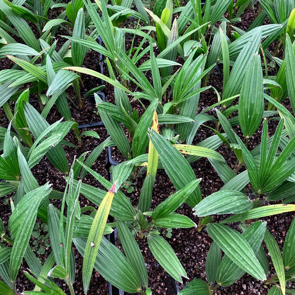 découvrez les bienfaits du palmier chanvre trachycarpus, une plante résistante et esthétique, idéale pour embellir vos espaces tout en bénéficiant de ses nombreuses vertus.