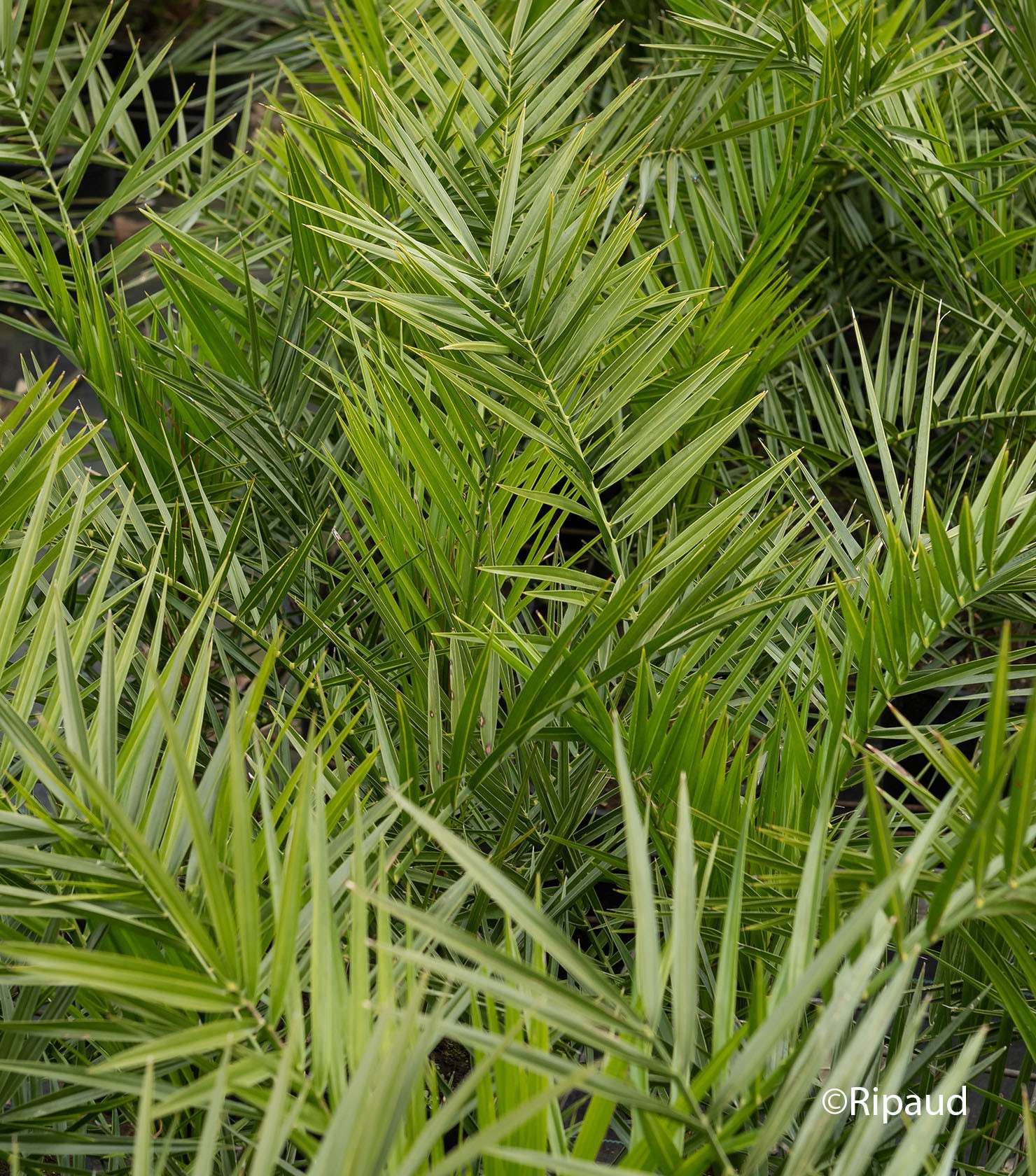 découvrez comment entretenir le palmier phoenix canariensis et explorez ses usages décoratifs et pratiques pour sublimer vos espaces extérieurs.