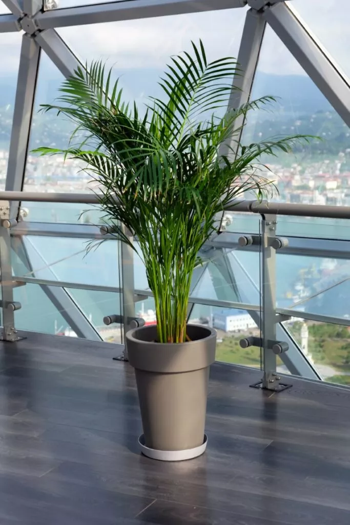 découvrez comment entretenir le palmier phoenix canariensis et ses différents usages pour embellir vos jardins et espaces extérieurs.
