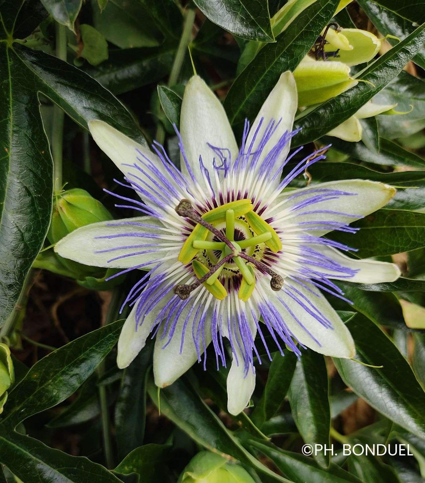 découvrez la passiflore, aussi appelée fleur de la passion, une plante exotique aux fleurs uniques et colorées, symbole de beauté et de mystère.