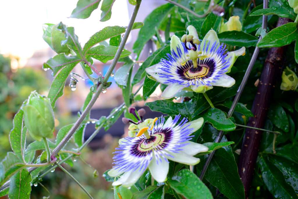 découvrez la passiflore, aussi appelée fleur de la passion, une plante aux fleurs exotiques et colorées, symbole de beauté et de mystère.
