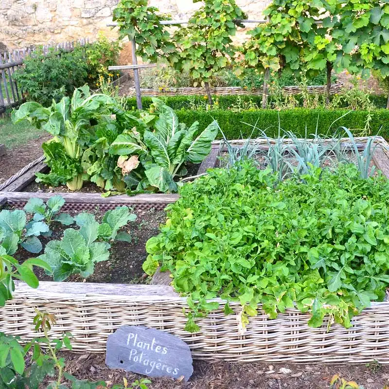 découvrez les conseils essentiels pour débuter en permaculture et créer un jardin durable et productif facilement accessible aux débutants.