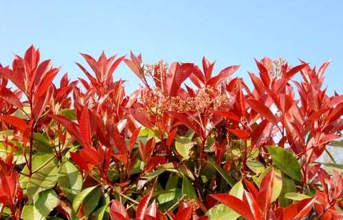découvrez nos conseils de culture pour le photinia red robin afin d'obtenir un feuillage rouge éclatant et une plante en pleine santé toute l'année.