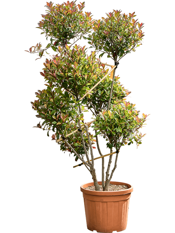 découvrez nos conseils de culture pour le photinia red robin, un arbuste ornemental facile à entretenir et idéal pour vos haies et jardins.