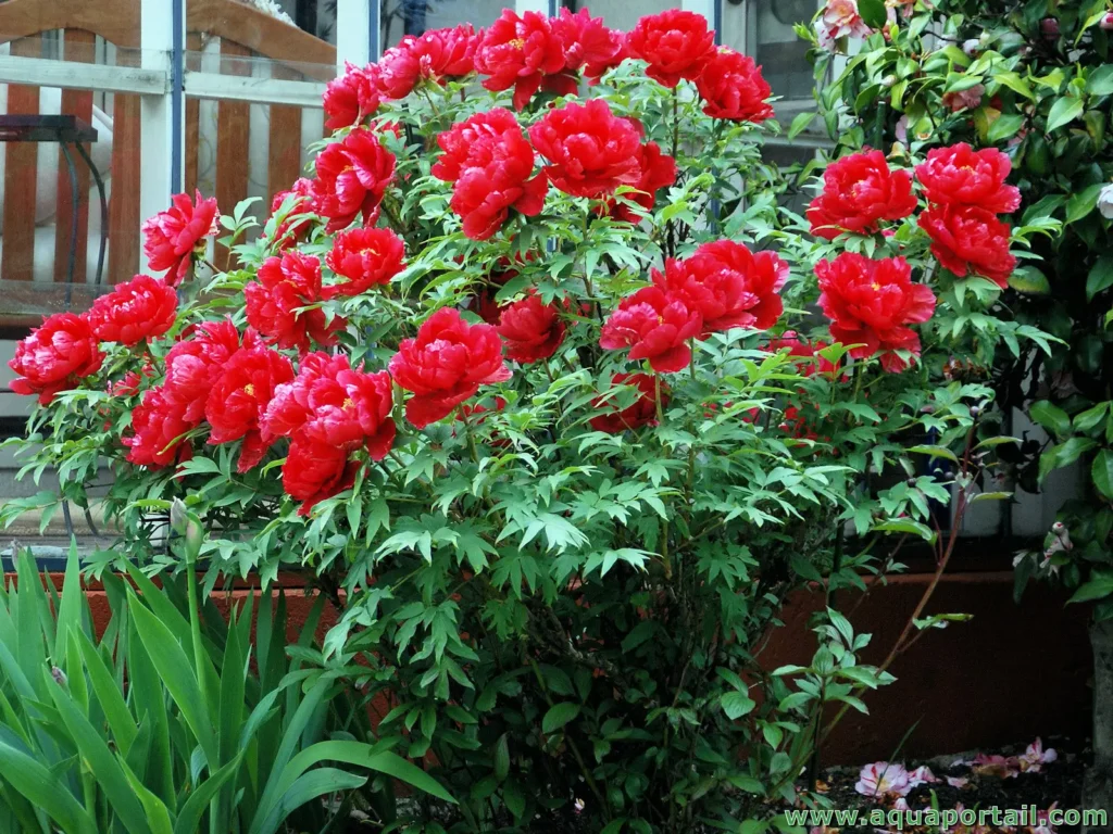 découvrez comment intégrer des pivoines arbustives dans votre jardin pour une explosion de couleurs et une floraison luxuriante.