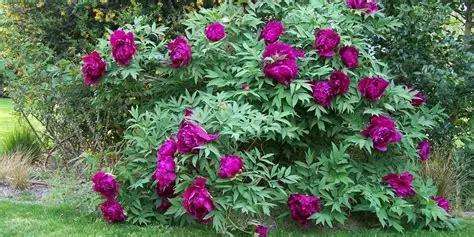 découvrez comment intégrer des pivoines arbustives dans votre jardin pour apporter couleur, élégance et une floraison généreuse tout au long de la saison.