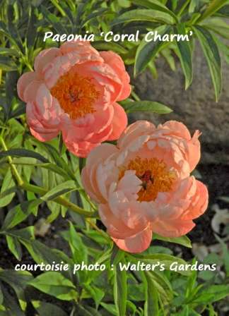 découvrez nos conseils pour cultiver des pivoines herbacées dans votre jardin et profitez de leurs magnifiques fleurs colorées chaque saison.