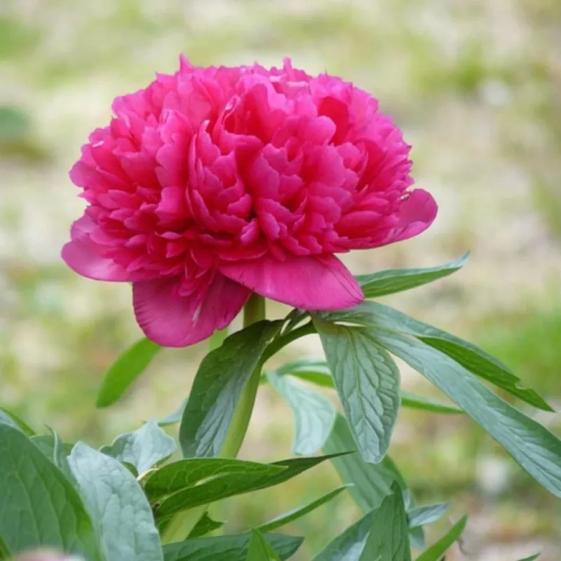 découvrez comment cultiver et entretenir des pivoines herbacées pour sublimer votre jardin avec leurs fleurs magnifiques et durables.