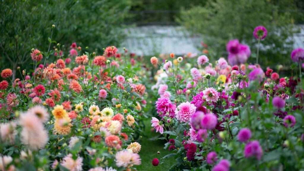 découvrez nos conseils clés pour planter des dahlias avec succès et embellir votre jardin toute la saison.